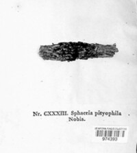 Sphaeria pithyophila image